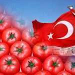Как турецкий импорт сможет оказать влияние на стоимость томатов в РФ: экспертная оценка